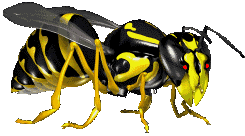 animated bee and wasp gifs at best animations