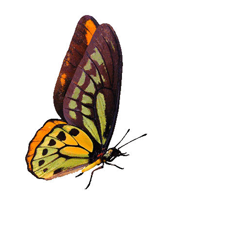 animated butterfly flying clipart best