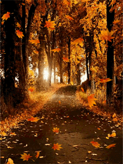 autumn forest falling leaves gif send beautiful gif