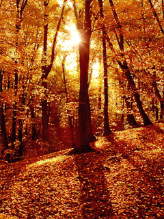 awakenings falling leaves of autumn