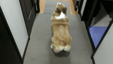 booty gif find share on giphy