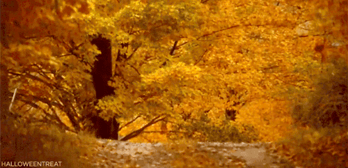 falling leaves gif tumblr