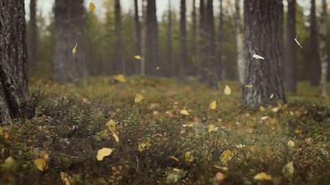 falling leaves loop gif by jerology find share on giphy