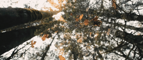 falling leaves pictures photos and images for facebook
