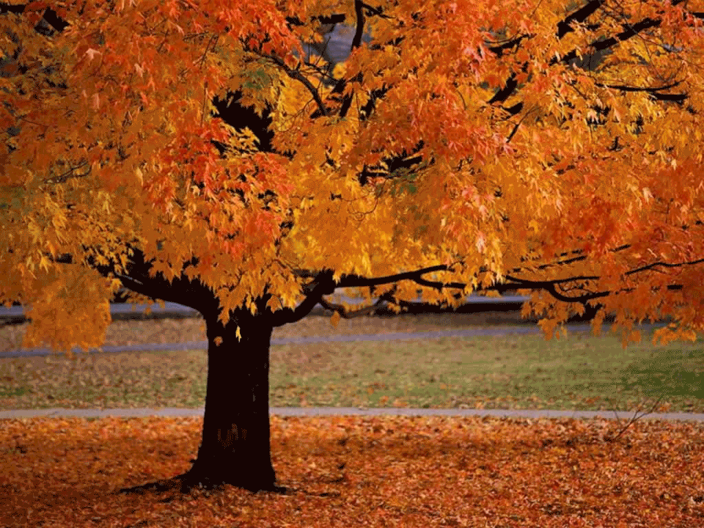 from the inside falling leaves gif