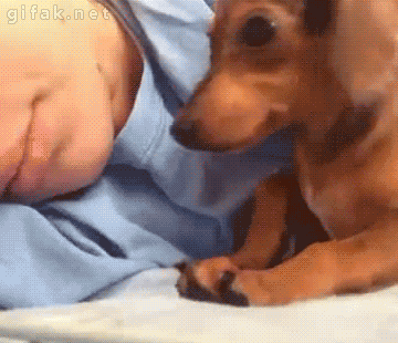 funny cute animated dog gifs at best animations