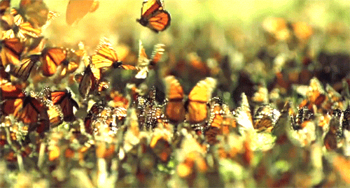 beautifulbutterfly animated gif images at best animations