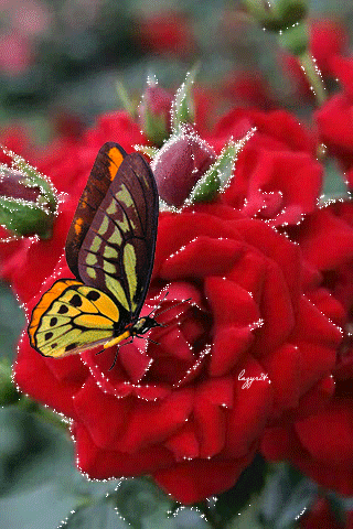 butterfly red flowers animated pictures