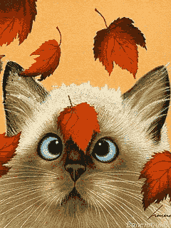 kitty falling leaves pictures photos and images for